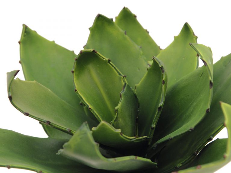 EUROPALMS Agave (EVA), green, 45cm