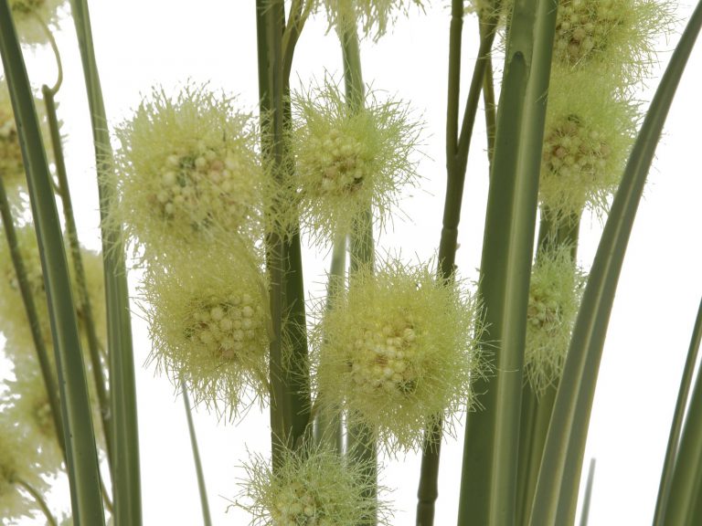 EUROPALMS Allium Grass, 122cm