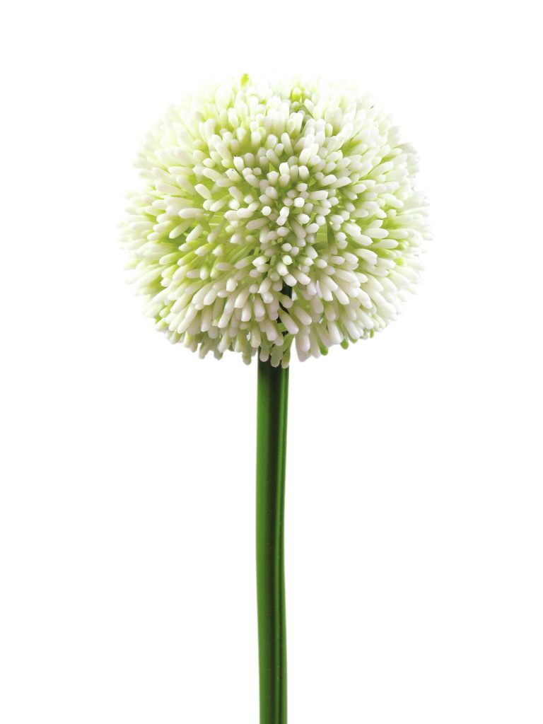 EUROPALMS Allium spray, cream, 55cm