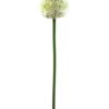 EUROPALMS Allium spray, cream, 55cm