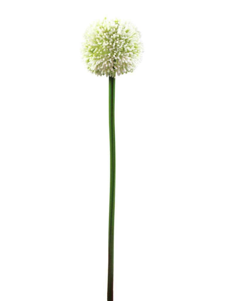 EUROPALMS Allium spray, cream, 55cm