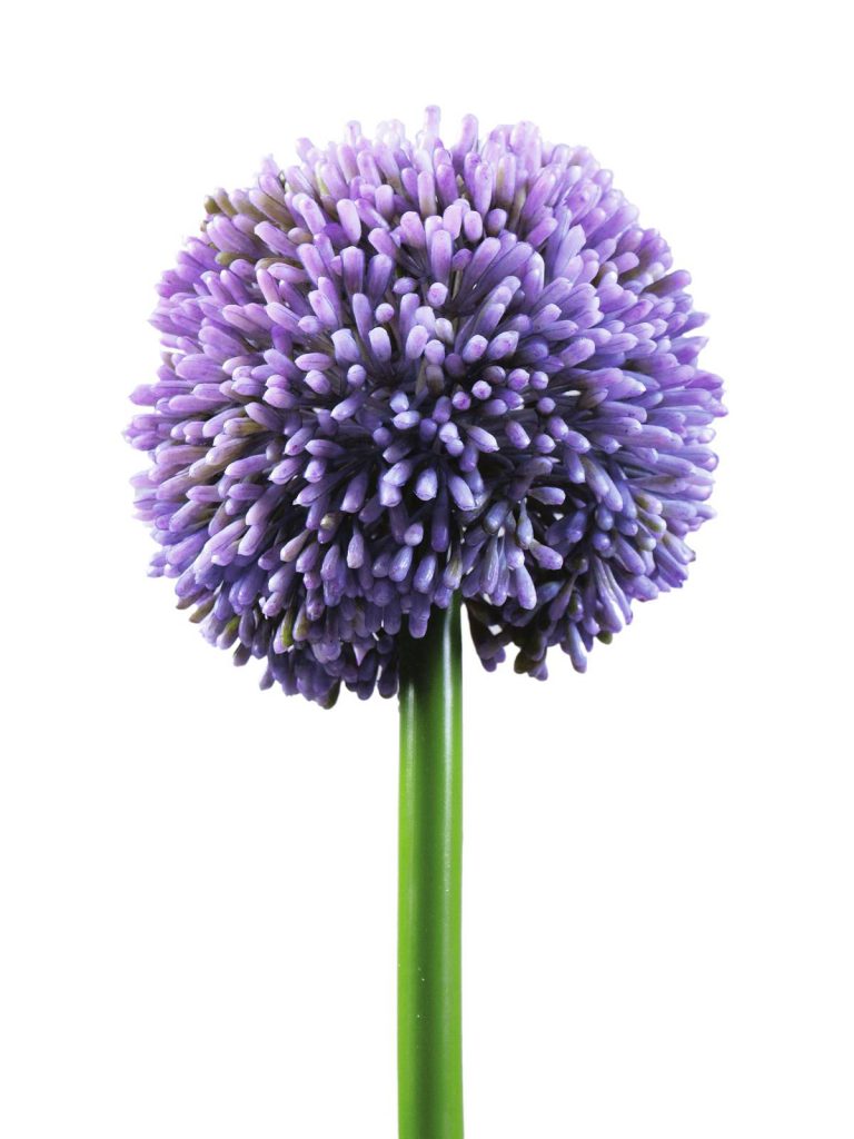 EUROPALMS Allium spray, lavender, 55cm