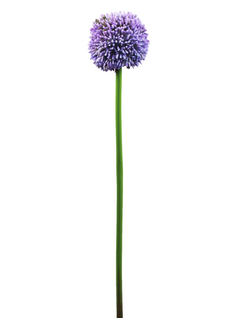 EUROPALMS Allium spray, lavender, 55cm