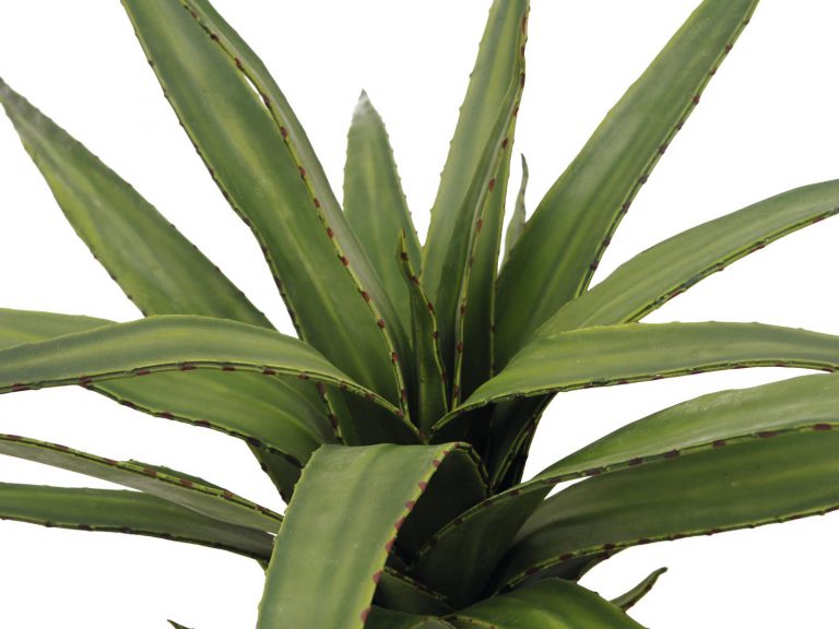 EUROPALMS Aloe (EVA), green, 50cm