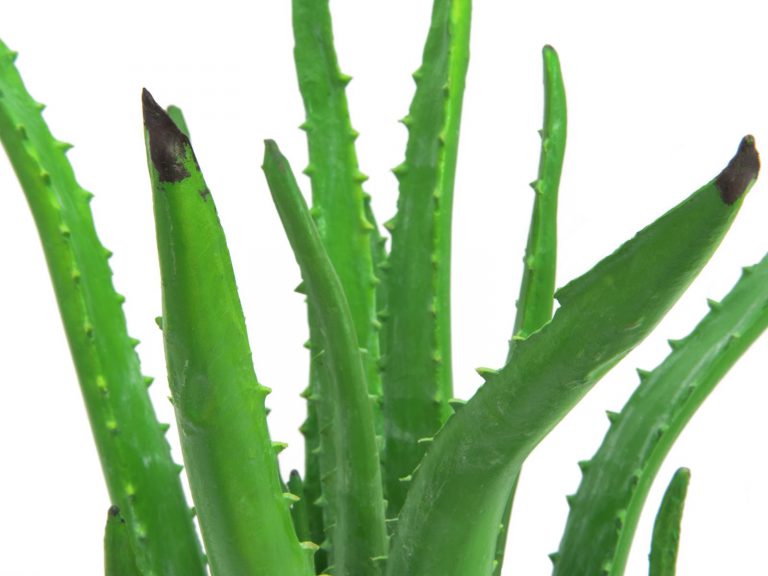 EUROPALMS Aloe Vera Plant, 63cm