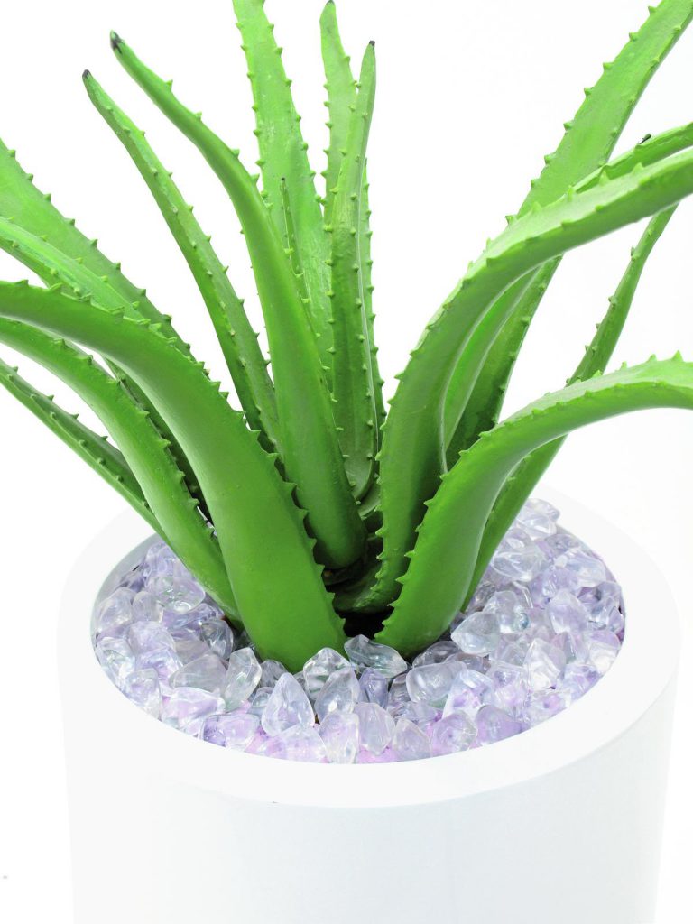 EUROPALMS Aloe Vera Plant, 63cm