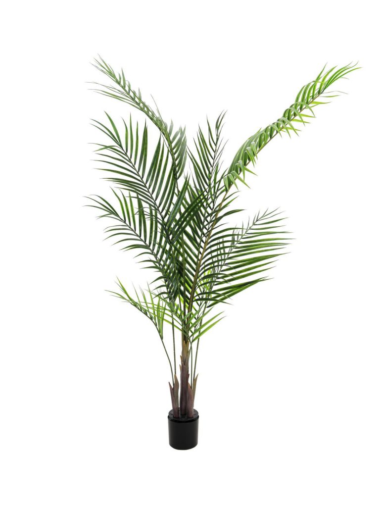 EUROPALMS Areca palm with big leaves, 165cm