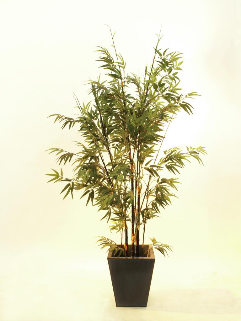 EUROPALMS Bamboo black trunk, 240cm