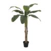 EUROPALMS Banana tree, 145cm