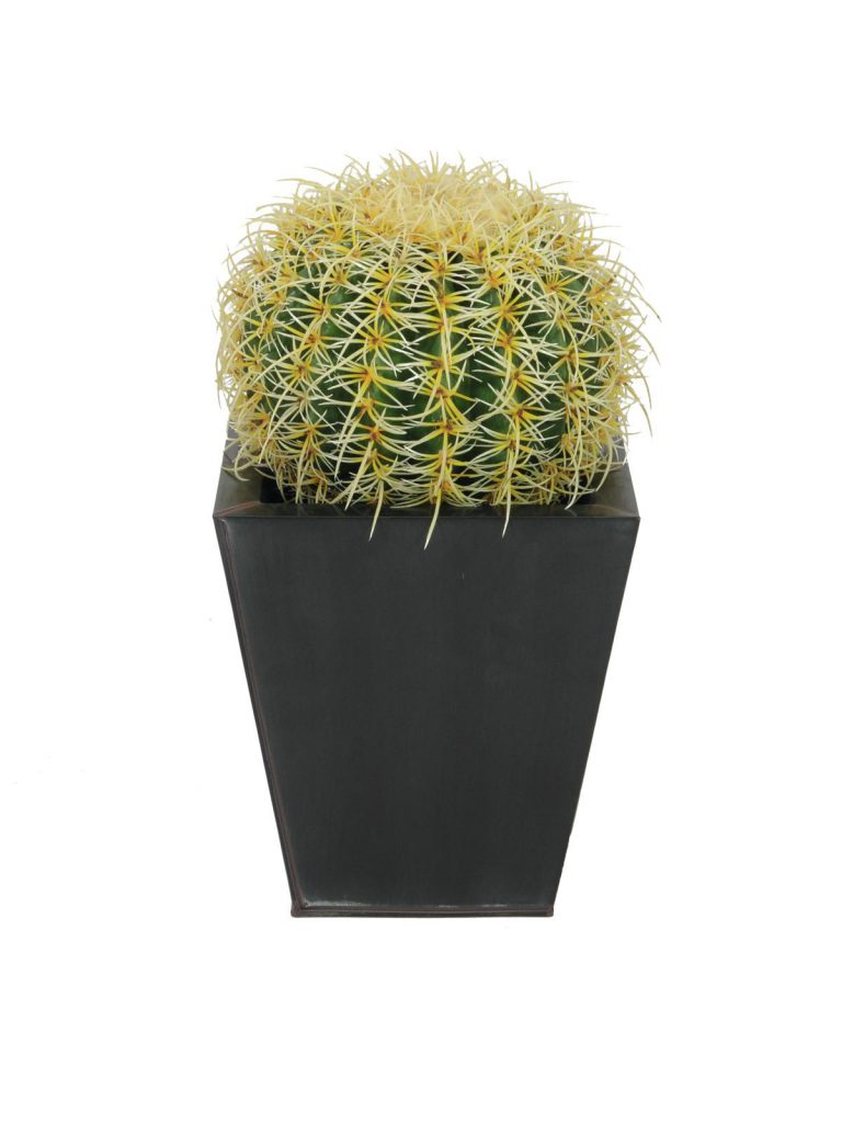 EUROPALMS Barrel Cactus, 27cm