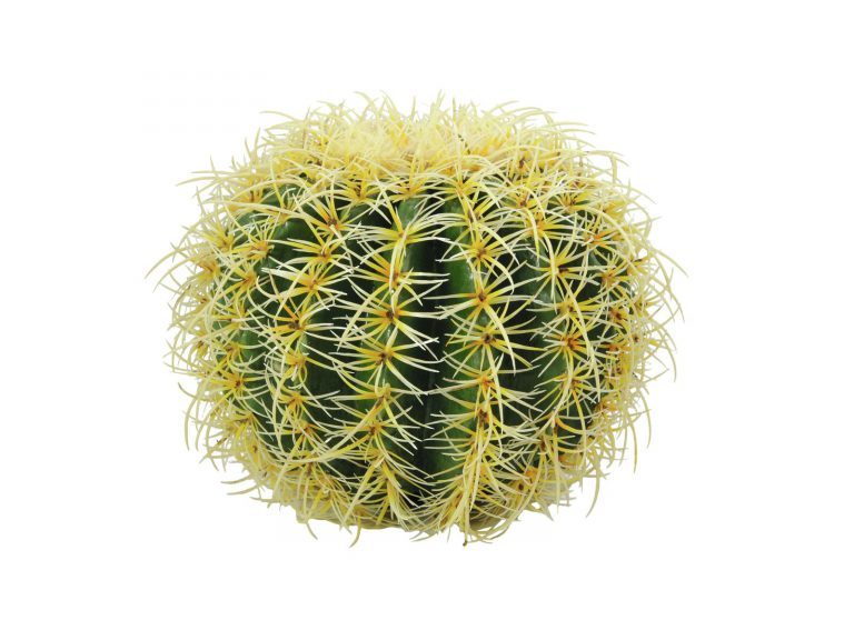 EUROPALMS Barrel Cactus, 27cm