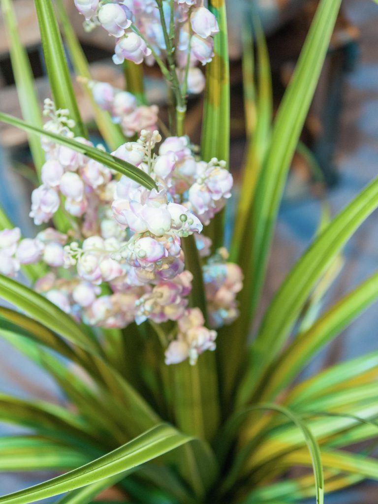 EUROPALMS Bellflower, rose, 105cm