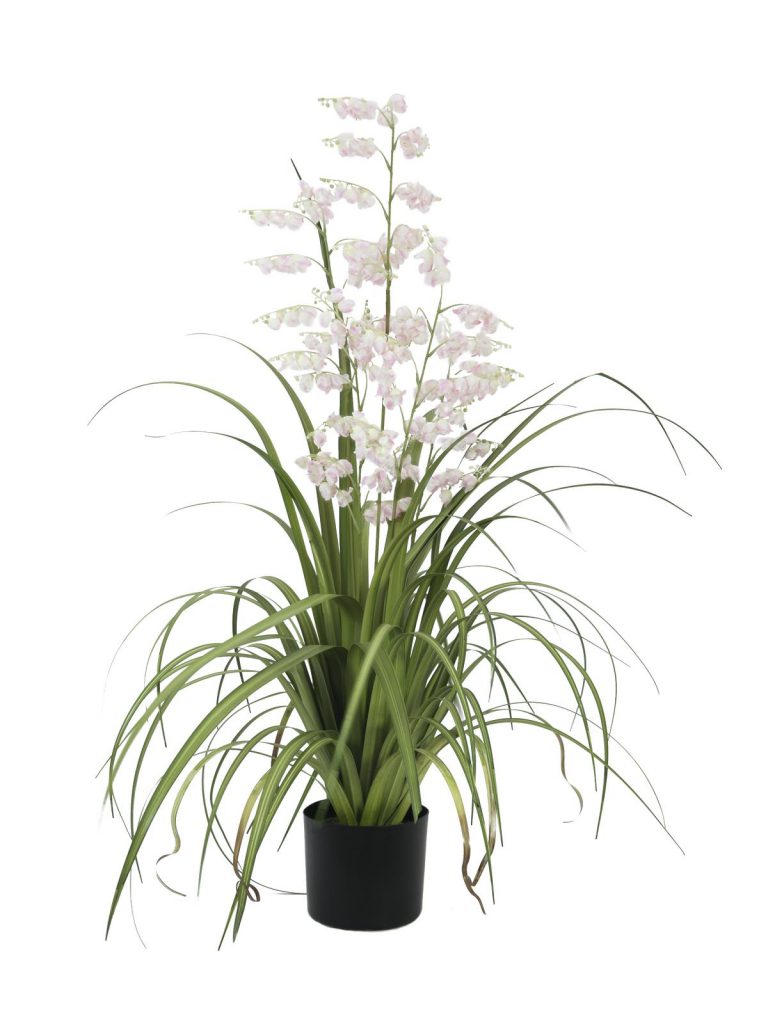 EUROPALMS Bellflower, rose, 105cm