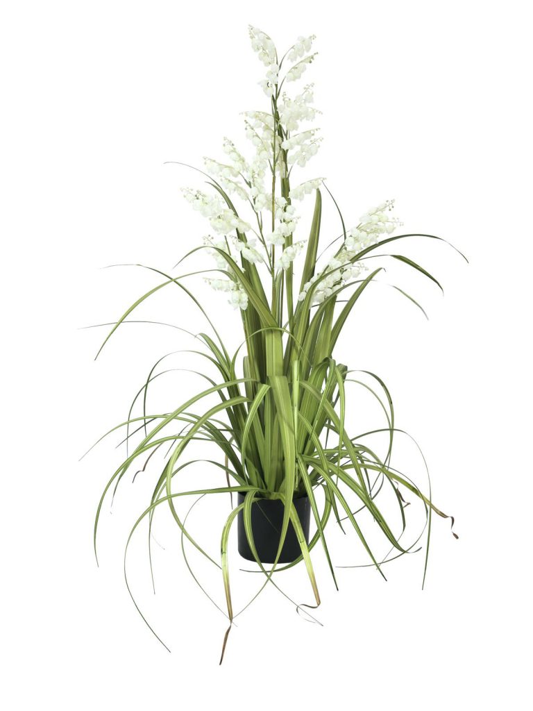 EUROPALMS Bellflower, white, 105cm