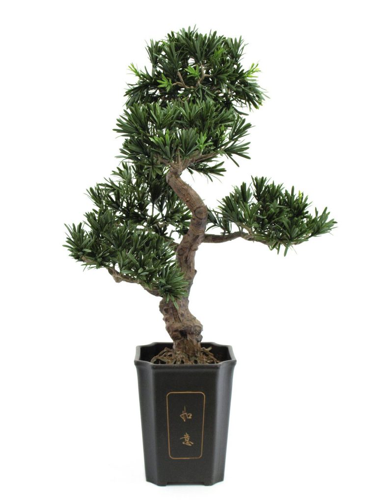 EUROPALMS Bonsai podocarpus, 80cm