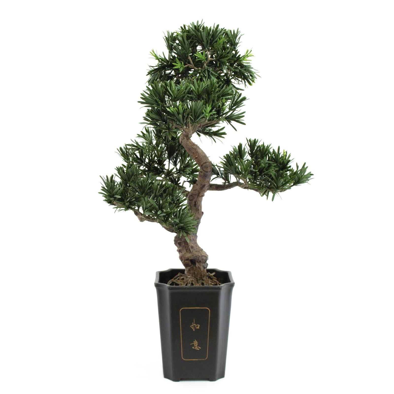 NEWS – Nuovo Spettacolare Articolo MAXI PODOCARPUS BONSAI