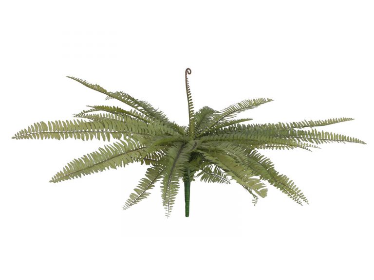 EUROPALMS Boston fern, green, 70cm