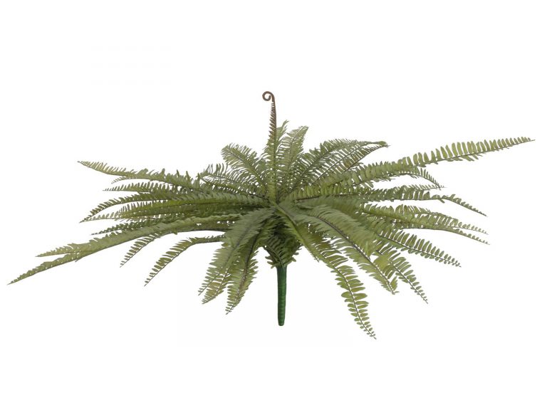 EUROPALMS Boston fern, green, 70cm