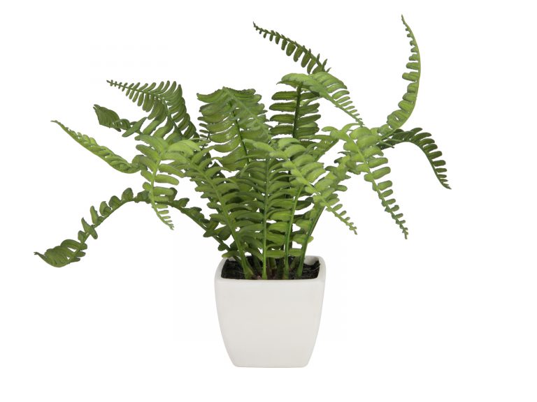 EUROPALMS Boston fern in pot, 25cm