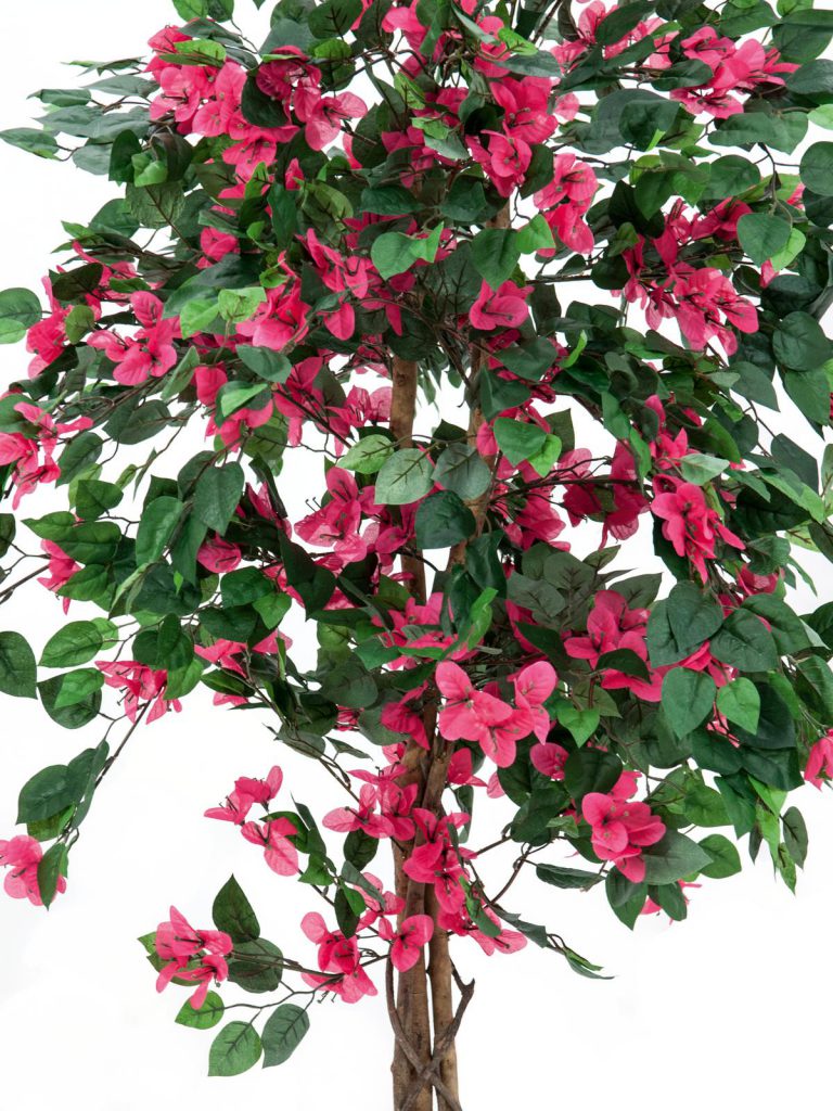 EUROPALMS Bougainvillea, red, 150cm