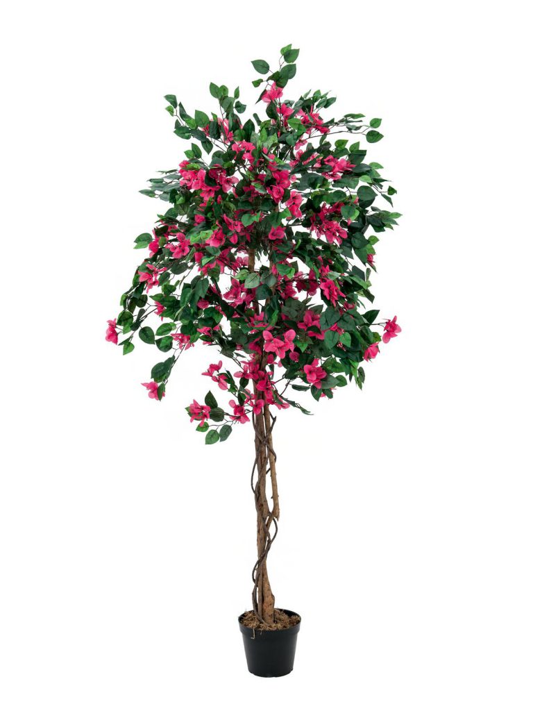 EUROPALMS Bougainvillea, red, 150cm