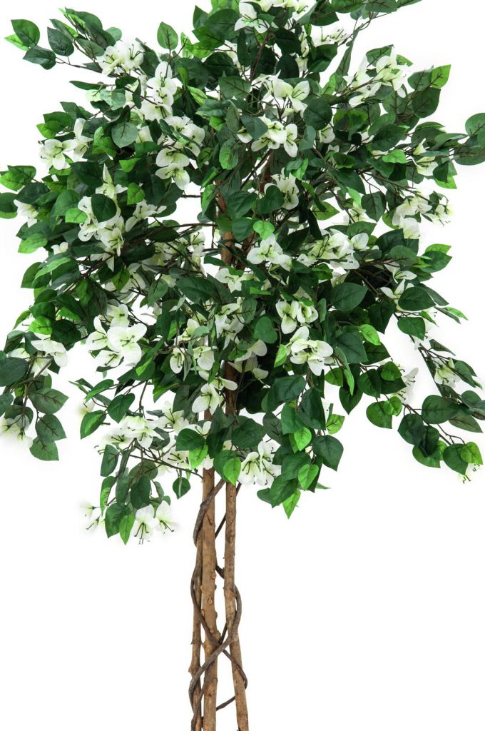 EUROPALMS Bougainvillea, white, 180cm