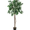 EUROPALMS Bougainvillea, white, 180cm