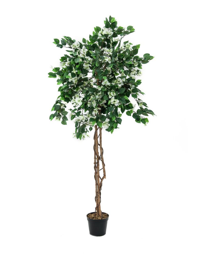 EUROPALMS Bougainvillea, white, 180cm