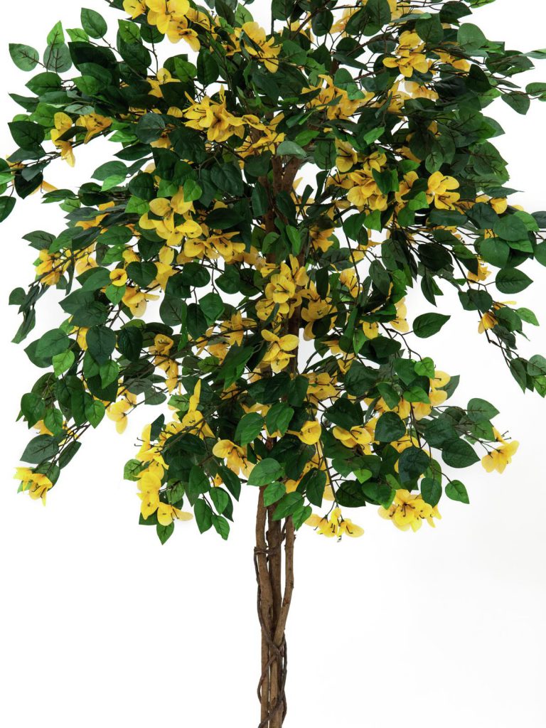 EUROPALMS Bougainvillea, yellow, 150cm