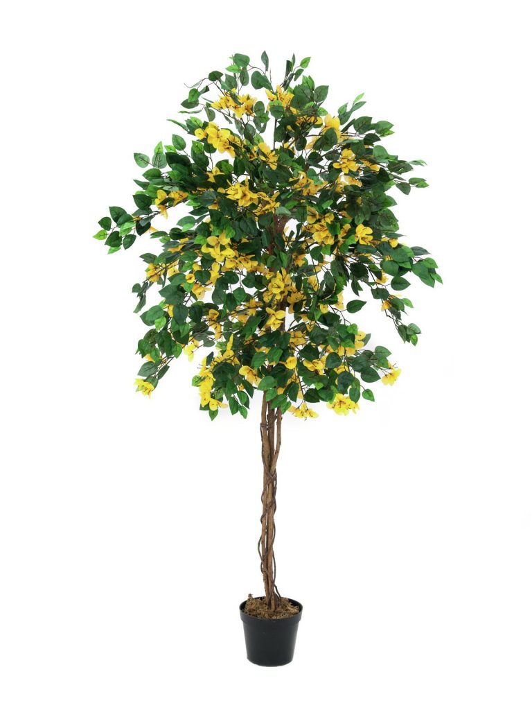 EUROPALMS Bougainvillea, yellow, 150cm