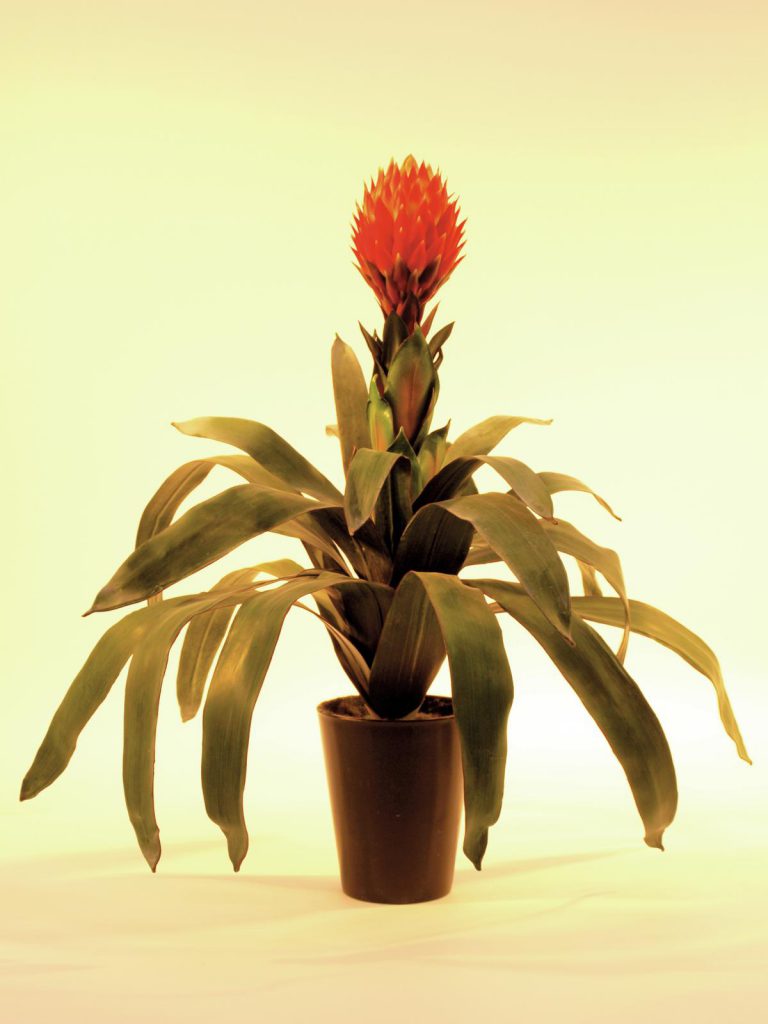 EUROPALMS Bromelia, 68cm