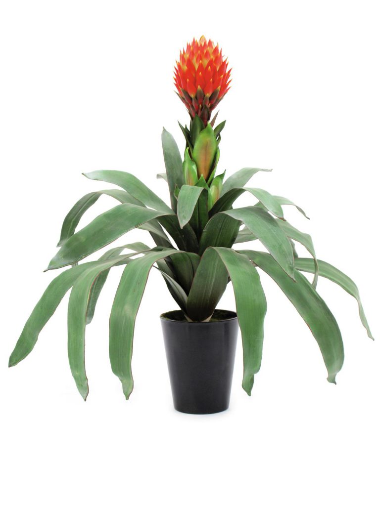 EUROPALMS Bromelia, 68cm