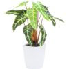 EUROPALMS Caladium plant, white-green, 35cm