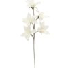 EUROPALMS Clematis Branch (EVA), white