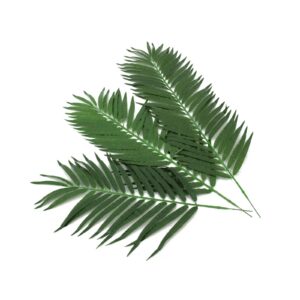 EUROPALMS Coconut Palm Branch 110cm 12x