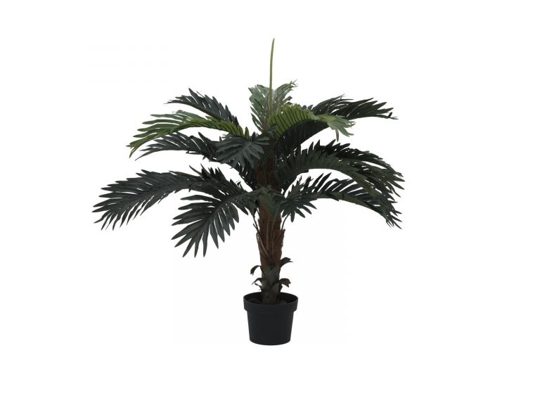 EUROPALMS Coconut palm, 90cm