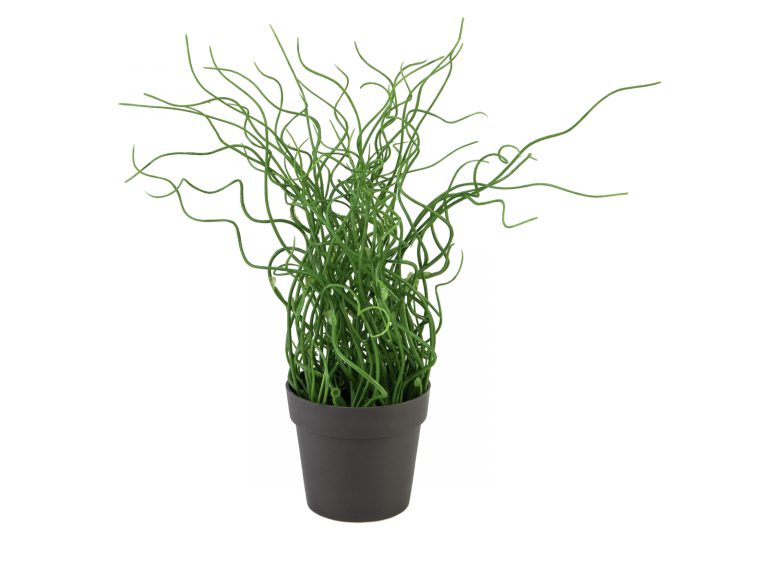 EUROPALMS Corkscrew grass in brown pot, PE, 38cm