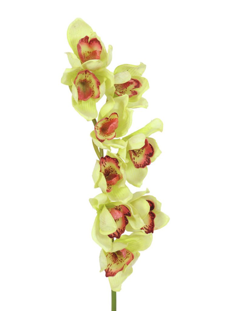 EUROPALMS Cymbidium spray, green, 90cm