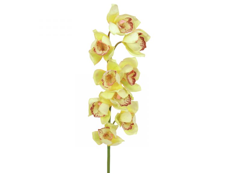 EUROPALMS Cymbidium spray, yellow, 90cm