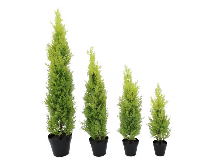 EUROPALMS Cypress, Leyland, 120cm