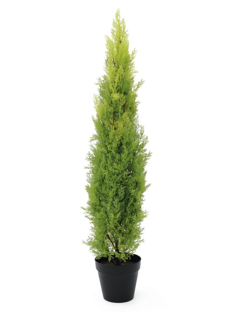 EUROPALMS Cypress, Leyland, 120cm