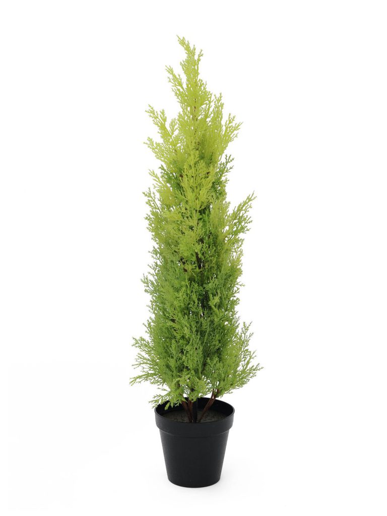 EUROPALMS Cypress, Leyland, 75cm