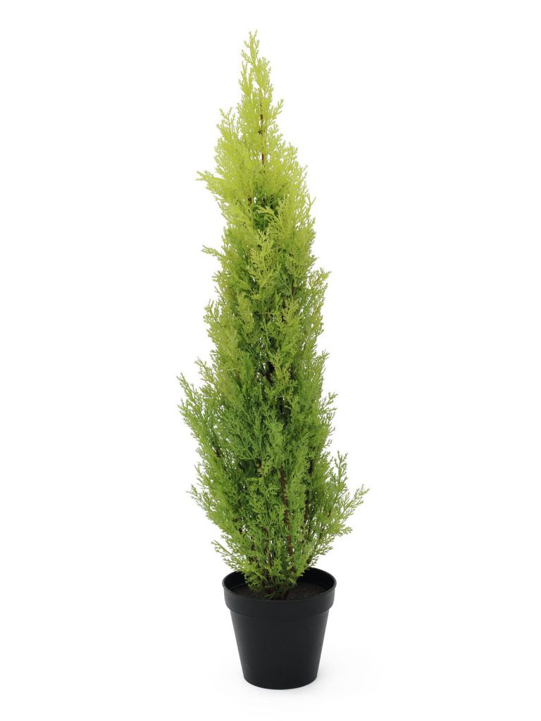 EUROPALMS Cypress, Leyland, 90cm