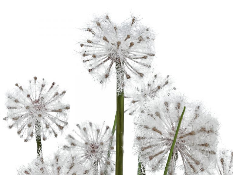 EUROPALMS Dandelion, 107cm