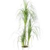 EUROPALMS Dracena bush, 160cm