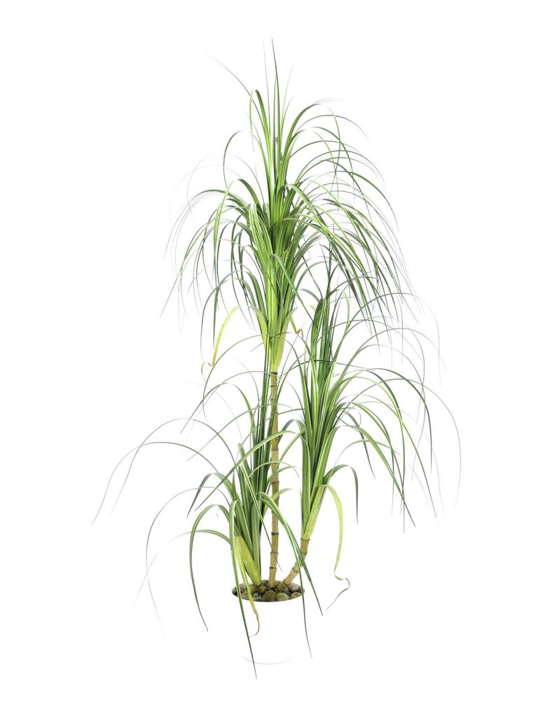 EUROPALMS Dracena bush, 160cm