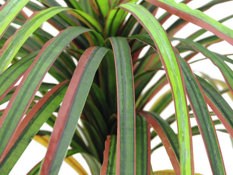 EUROPALMS Dracena, red-green, 170cm