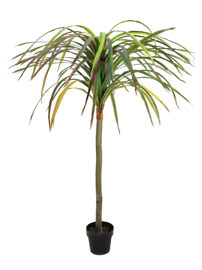 EUROPALMS Dracena, red-green, 170cm