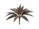 EUROPALMS Dracena, red-green, 27cm