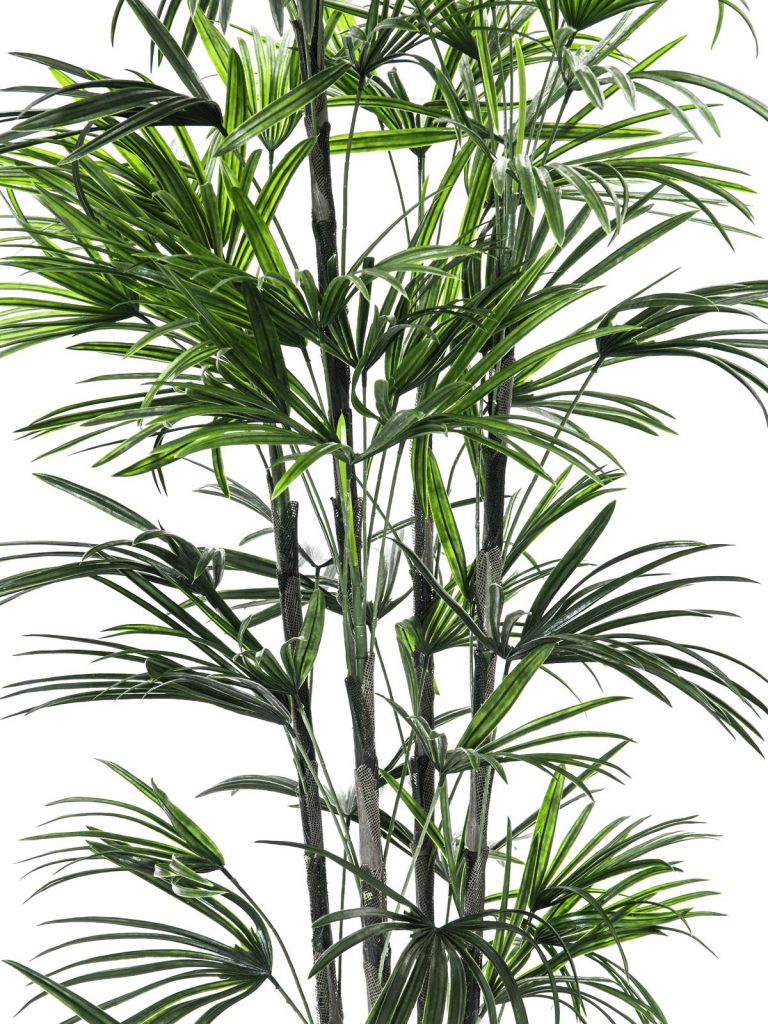 EUROPALMS Fan palm seedling, 150cm